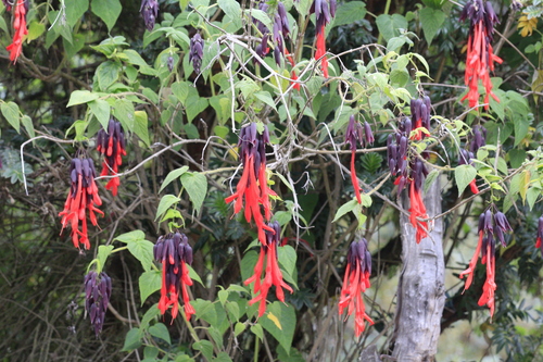 Salvia dombeyi, photograph 1