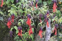 author not stated, no rights reserved Salvia dombeyi, photograph author not stated, no rights reserved