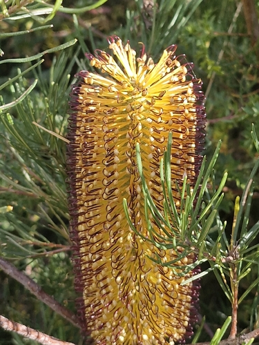 Hairpin Banksia (Banksia spinulosa)