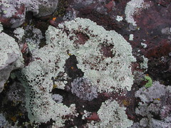 Lecanora argopholis