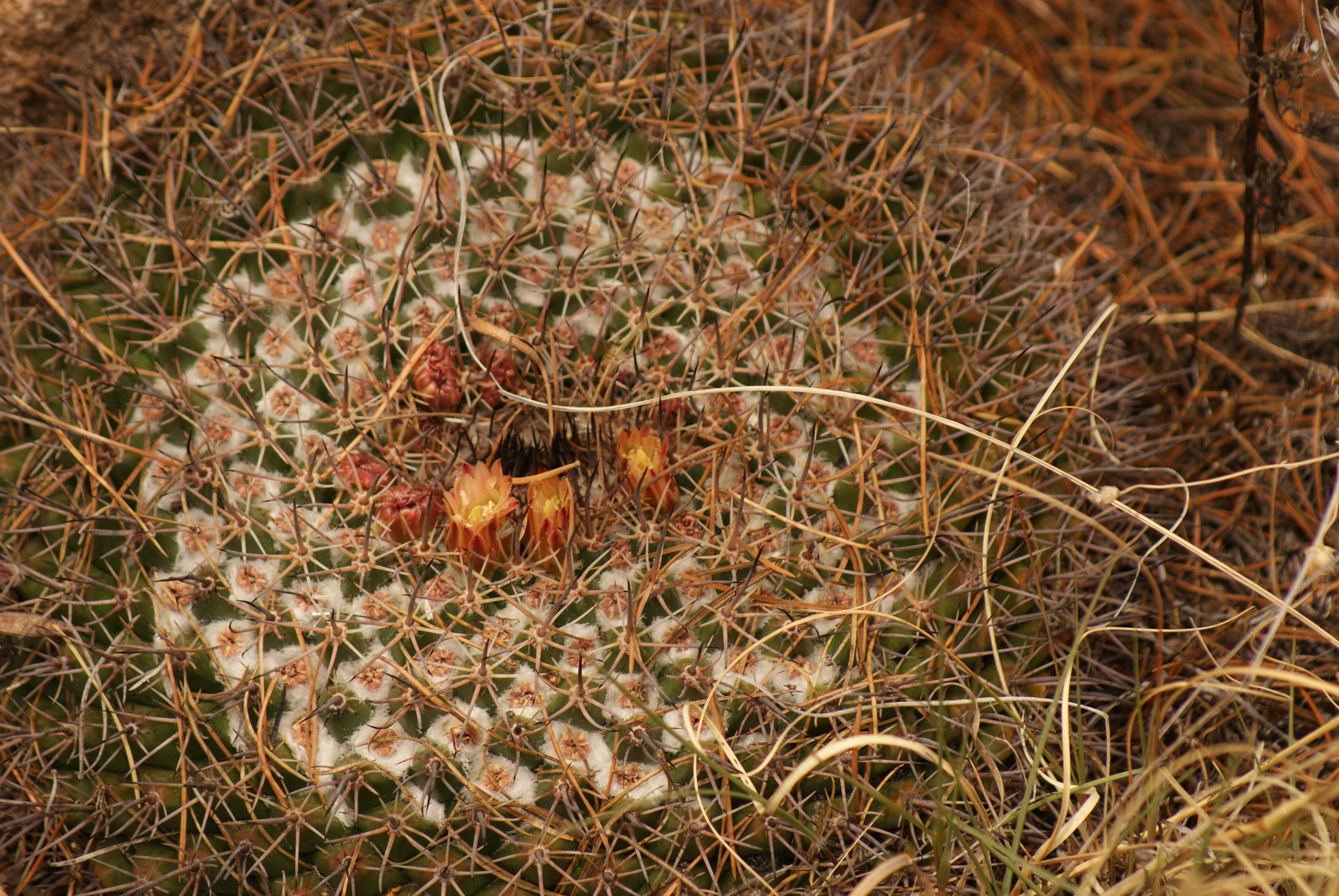 Mammillaria wagneriana  iNaturalist