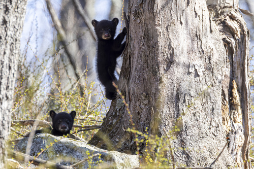 American Black Bear photographed in New York