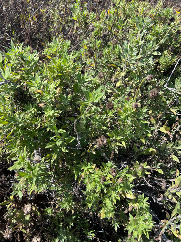 California brittlebush (Encelia californica)