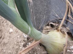 Allium fistulosum