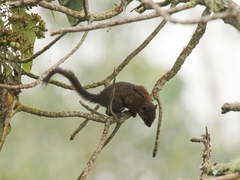 Sciurus pucheranii