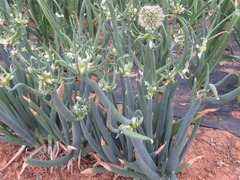 Allium cepa