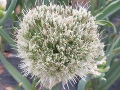 Allium cepa