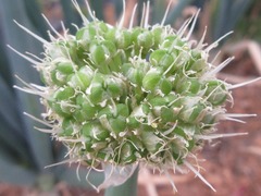 Allium cepa