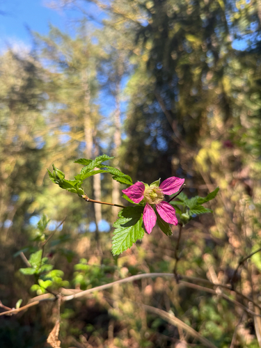 Salmonberry (Rubus spectabilis)