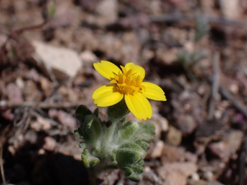 Wallace's woollydaisy (Eriophyllum wallacei)
