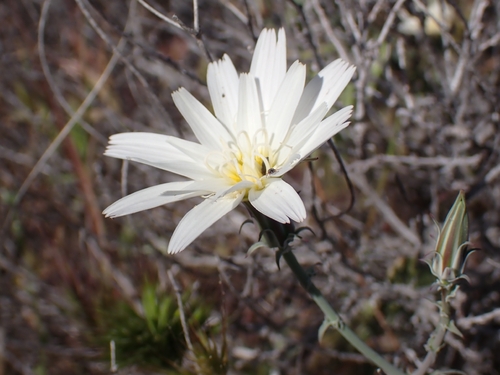 Desert Chicory (Rafinesquia neomexicana)