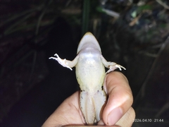 Hainan Music Frog photo 4