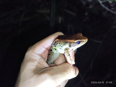 Hainan Music Frog photo 3