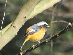 Phoenicurus auroreus