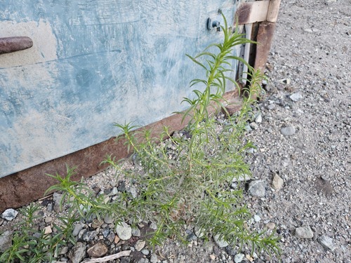 Tall Annual Willowherb (Epilobium brachycarpum)