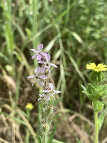 iNaturalist observation photo of Small-flowered Catchfly