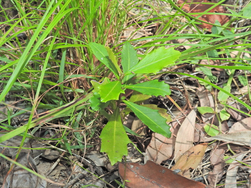 Variable Muttonwood (Myrsine variabilis)