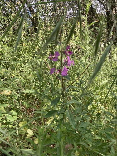 iNaturalist observation photo of Elegant Clarkia