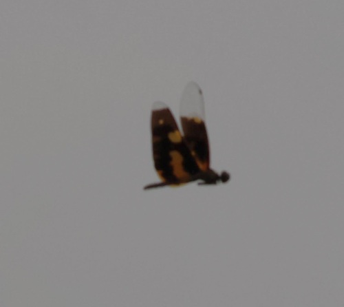 Common Picture Wing