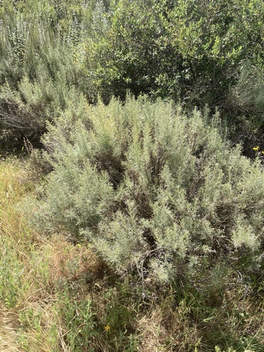 iNaturalist observation photo of California sagebrush