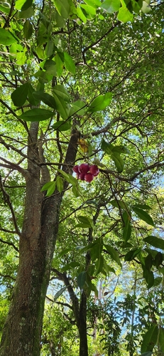 Foto de Jambo carmesim