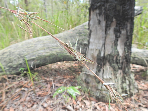 barbwire grass (Cymbopogon refractus)