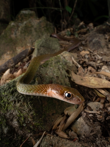 Adler's Keelback
