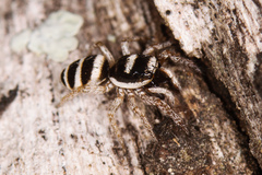 Salticus austinensis