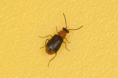 Hypebaeus bicolor