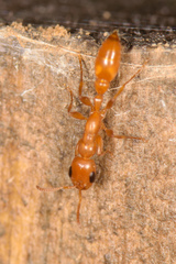 Pseudomyrmex seminole