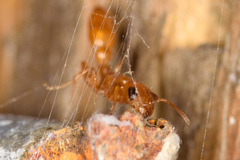 Pseudomyrmex seminole