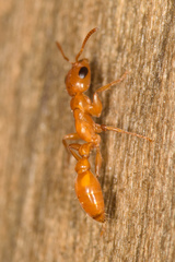 Pseudomyrmex seminole
