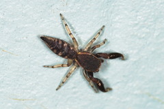 Cheliferoides segmentatus