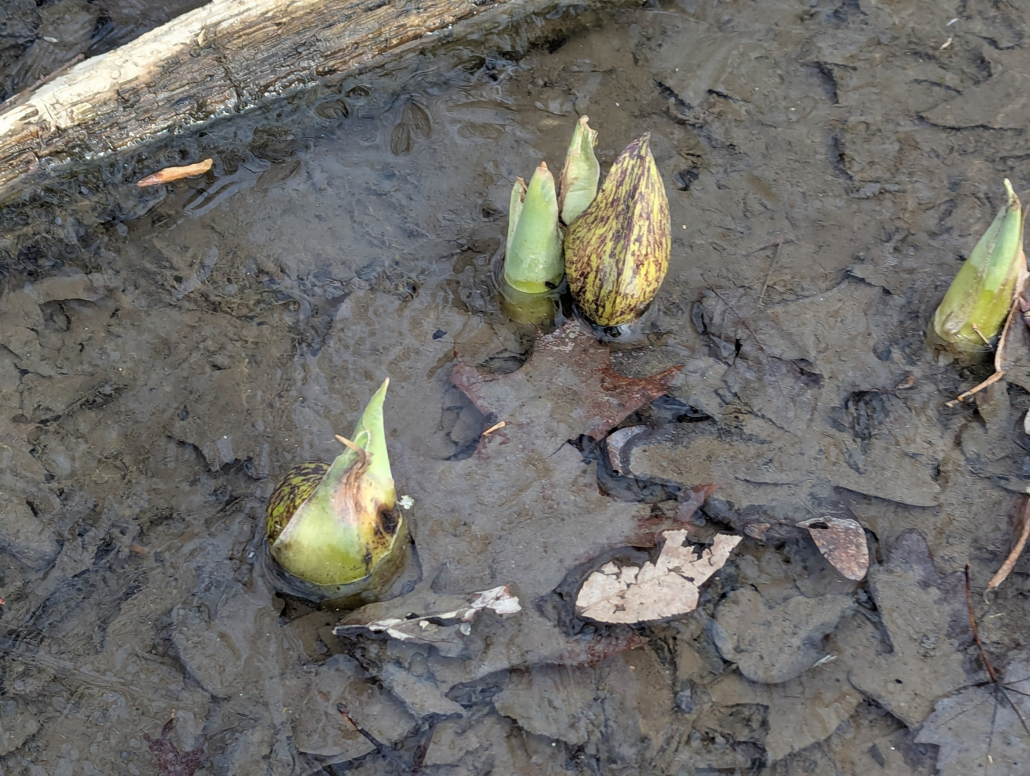Skunk Cabbage (Symplocarpus foetidus)