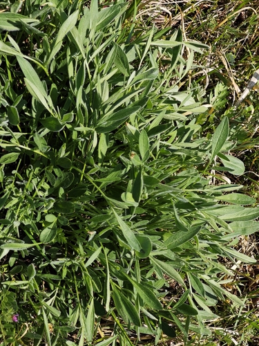 Lance-leaved Coreopsis (Coreopsis lanceolata)