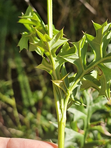 Grevillea acanthifolia, photograph 2