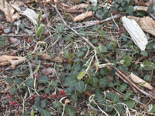 Partridgeberry (Mitchella repens)