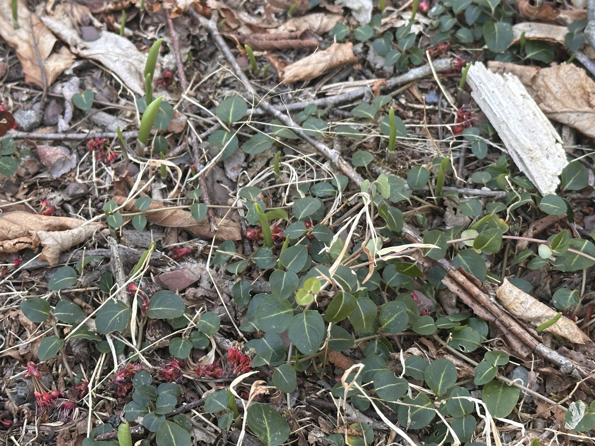 Partridgeberry (Mitchella repens)