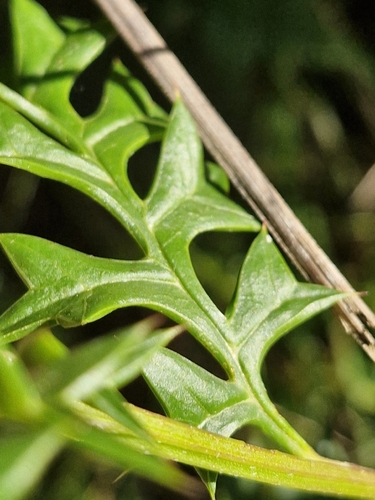 Grevillea acanthifolia, photograph 4