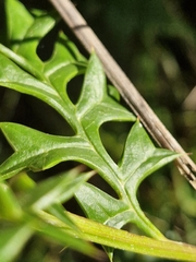 Grevillea acanthifolia, photograph (c) ronavery, some rights reserved (CC BY)