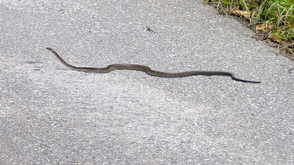 Sulawesi Black Racer (Ptyas dipsas)