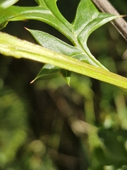 Grevillea acanthifolia, photograph (c) ronavery, some rights reserved (CC BY)