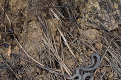 Diadophis punctatus vandenburgii