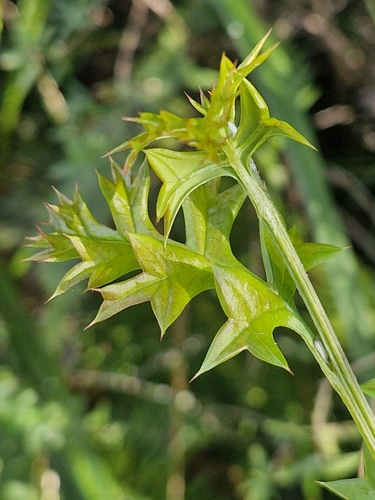 Grevillea acanthifolia, photograph 6