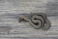 Diadophis punctatus vandenburgii