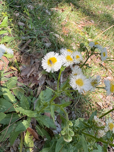 Philadelphia fleabane (Erigeron philadelphicus)