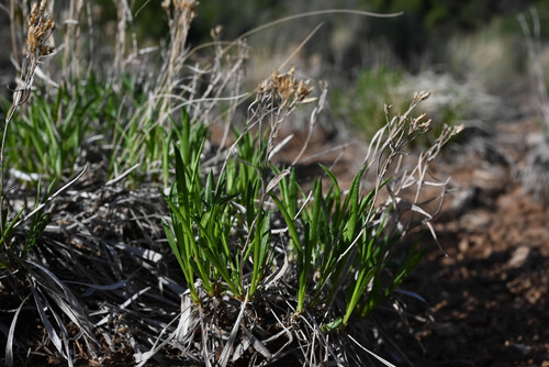 Rock Goldenrod (Petradoria pumila)