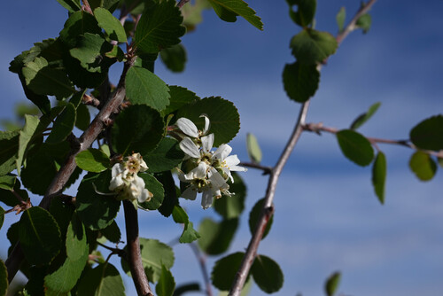 Utah Serviceberry (Amelanchier utahensis)