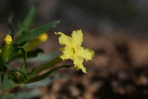 narrowleaf puccoon (Lithospermum incisum)