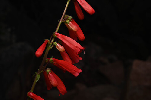 firecracker penstemon (Penstemon eatonii)